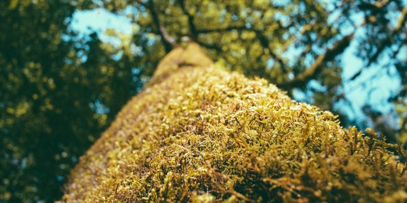 XYXY123：娱乐社区如何重塑社交时代的新闻体验