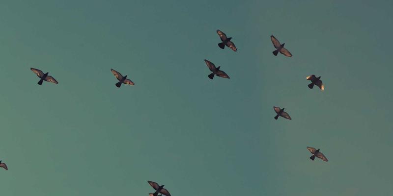 从数据到叙事：XYXY1如何重塑互动影视与分支剧情体验