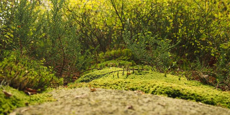 社交与互动社区如何驱动企业变革：用XYXY1提升数据处理效率的实战指南